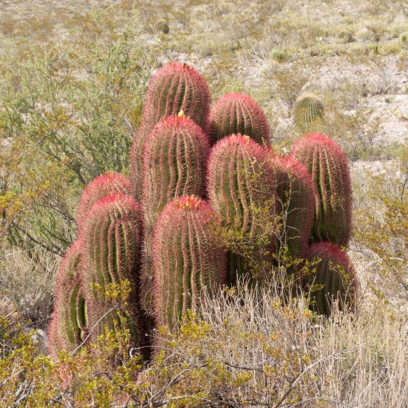 Ferocactus stainesii - Cactus Pot de 4L/5L