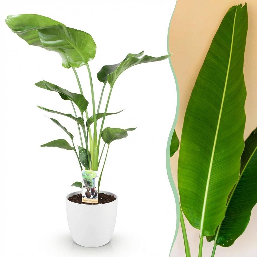 Strelitzia Nicolai - Pot de 21cm - Blanc - Plantes d'intérieur - Image 1