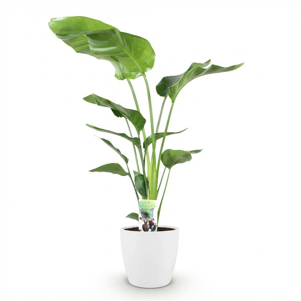 Strelitzia Nicolai - Pot de 21cm - Blanc - Plantes d'intérieur - Image 2