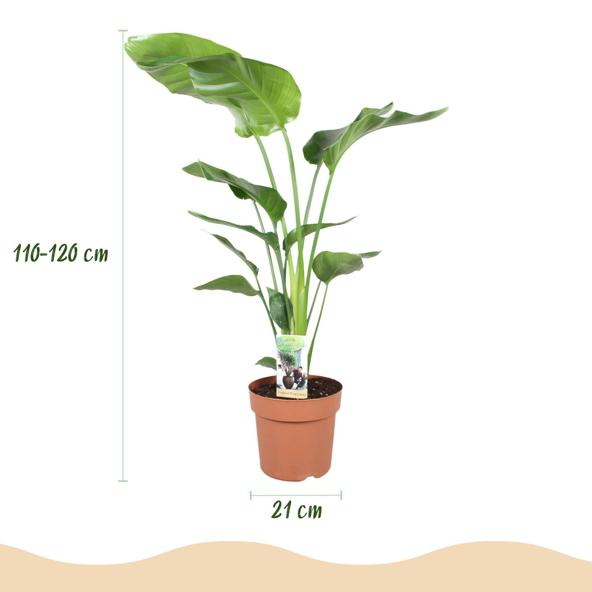 Strelitzia Nicolai - Pot de 21cm - Blanc - Plantes d'intérieur - Image 3