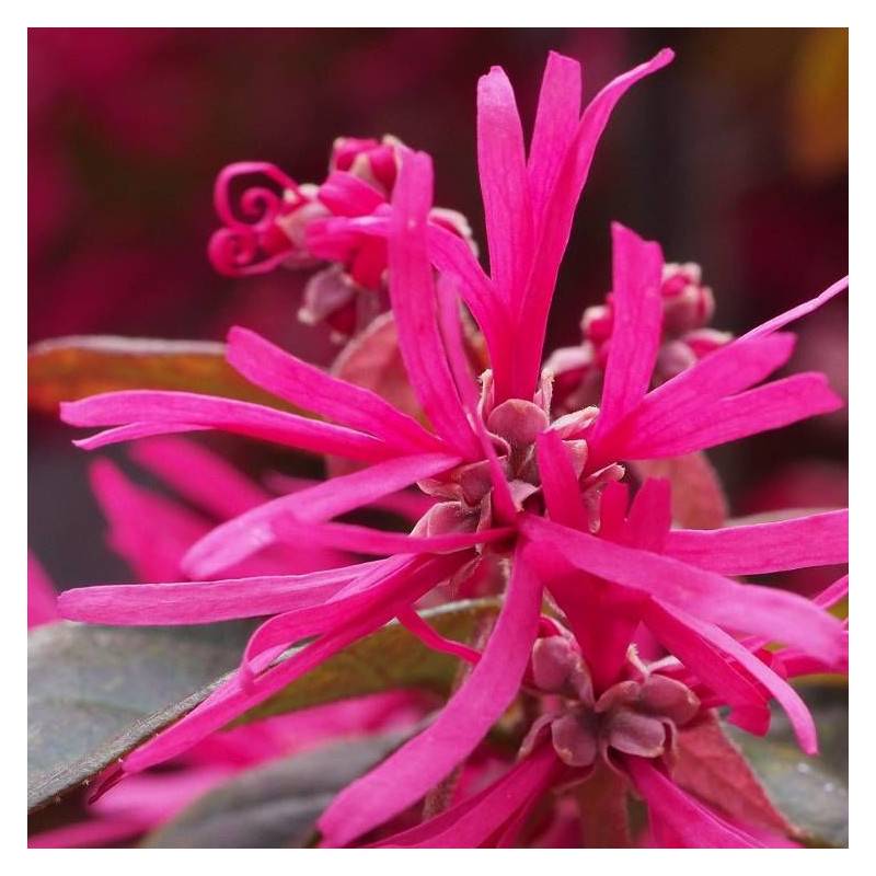 Loropetalum Pipa's Red, Loropétale à fleurs Rouge - feuillage Persistant - Pot de 3L - 20/40 cm-  hauteur à maturité De 0,50 m à 1,00 m - Image 1