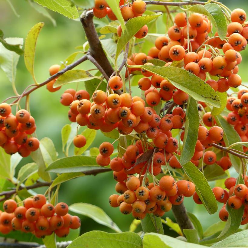 Promesse de Fleurs - Pyracantha Golden Charmer - Buissont ardent Pot de 2L/3L - Image 1