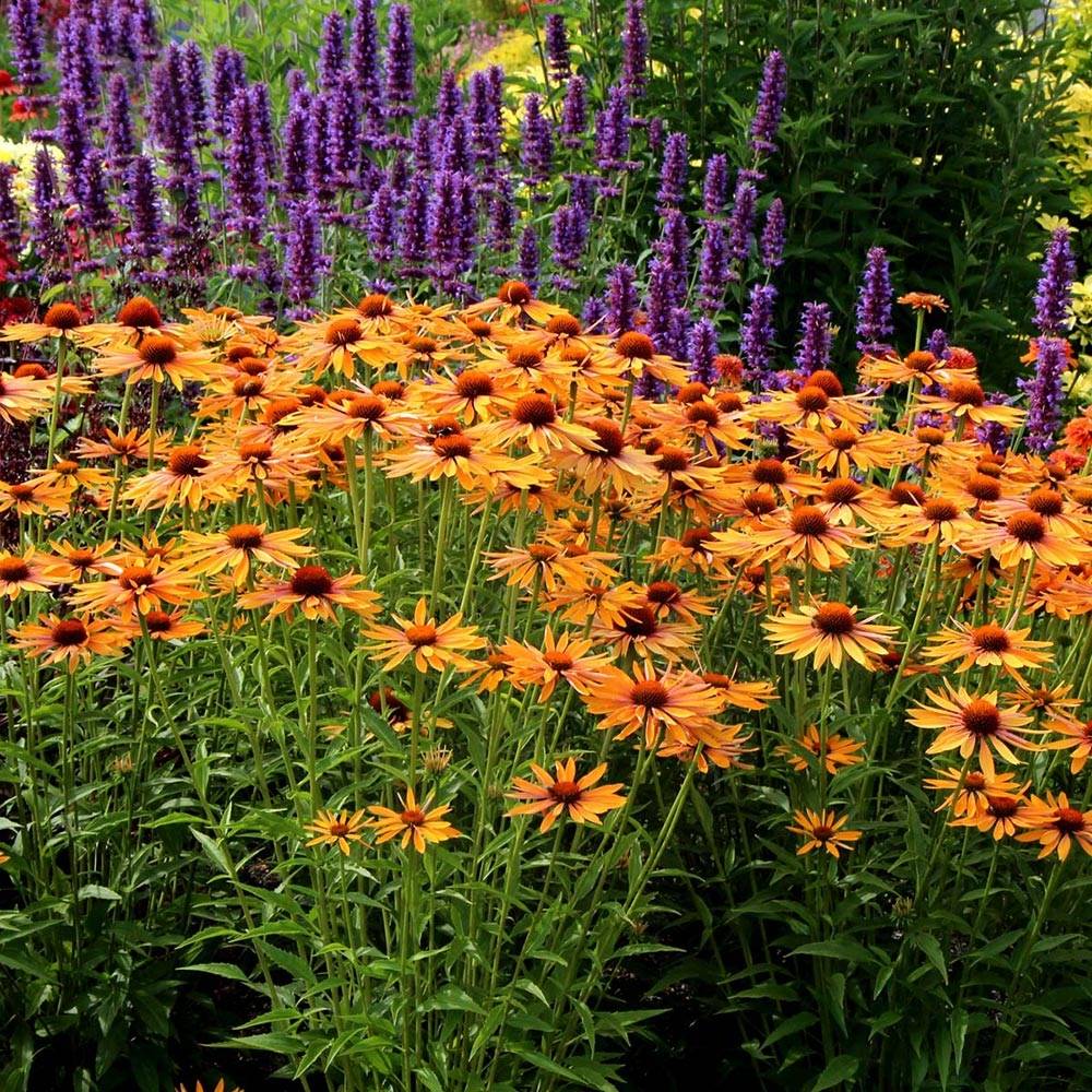 Promesse de Fleurs - Echinacea Big Kahuna - Echinacée Pot de 3L/4L
