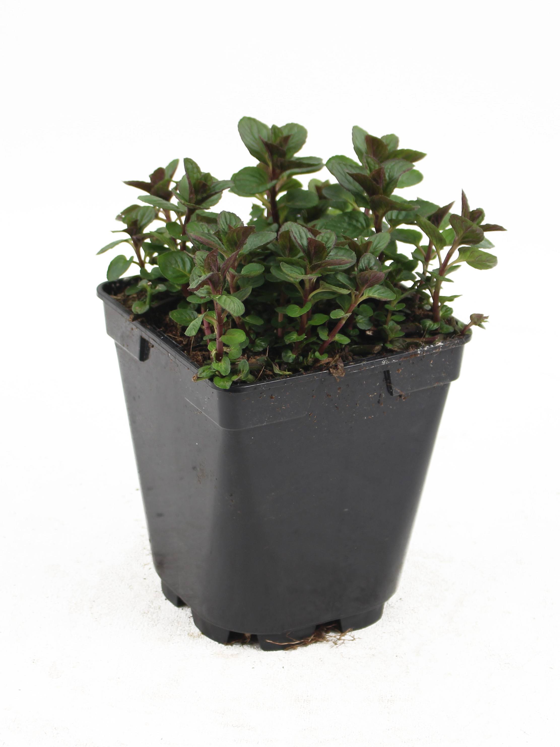 Fleuron D'Anjou - Plant de Menthe Mojito pot 1 l - Image 1