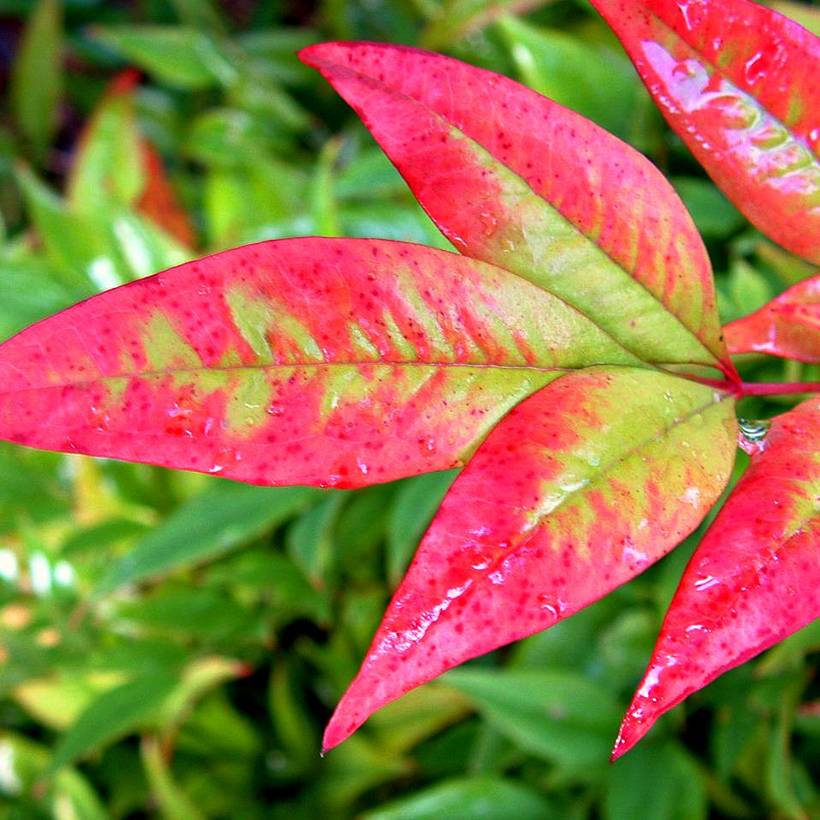 Promesse de Fleurs - Bambou sacré - Nandina domestica Moon Bay Godet de 8/9 cm - Image 1