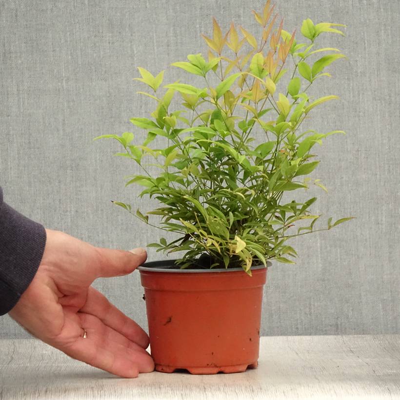Promesse de Fleurs - Bambou sacré - Nandina domestica Moon Bay Godet de 8/9 cm - Image 2