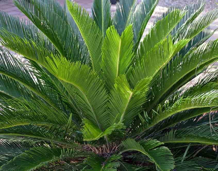 Sans Marque - Cycas revoluta (Cycas du japon-Sagou) Taille:Pot de 16L - Tronc de 10/20 cm - 60/80cm - Image 10