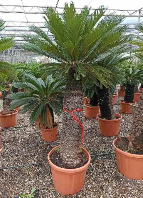 Sans Marque - Cycas revoluta (Cycas du japon-Sagou) Taille:Pot de 16L - Tronc de 10/20 cm - 60/80cm - Image 6