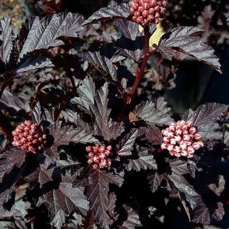 Physocarpus opulifolius Panther - Physocarpe Pot de 4L/5L