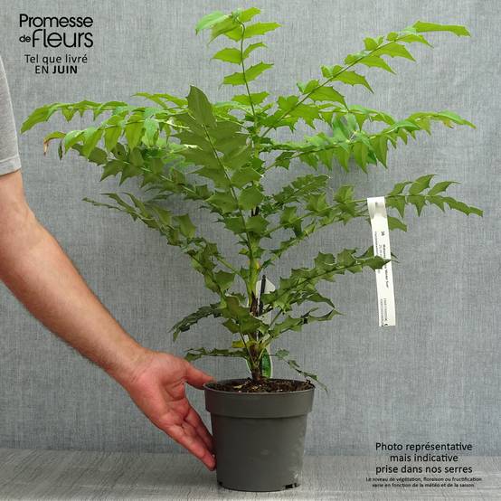 Promesse de Fleurs - Mahonia media Winter Sun Pot de 2L/3L - Image 2