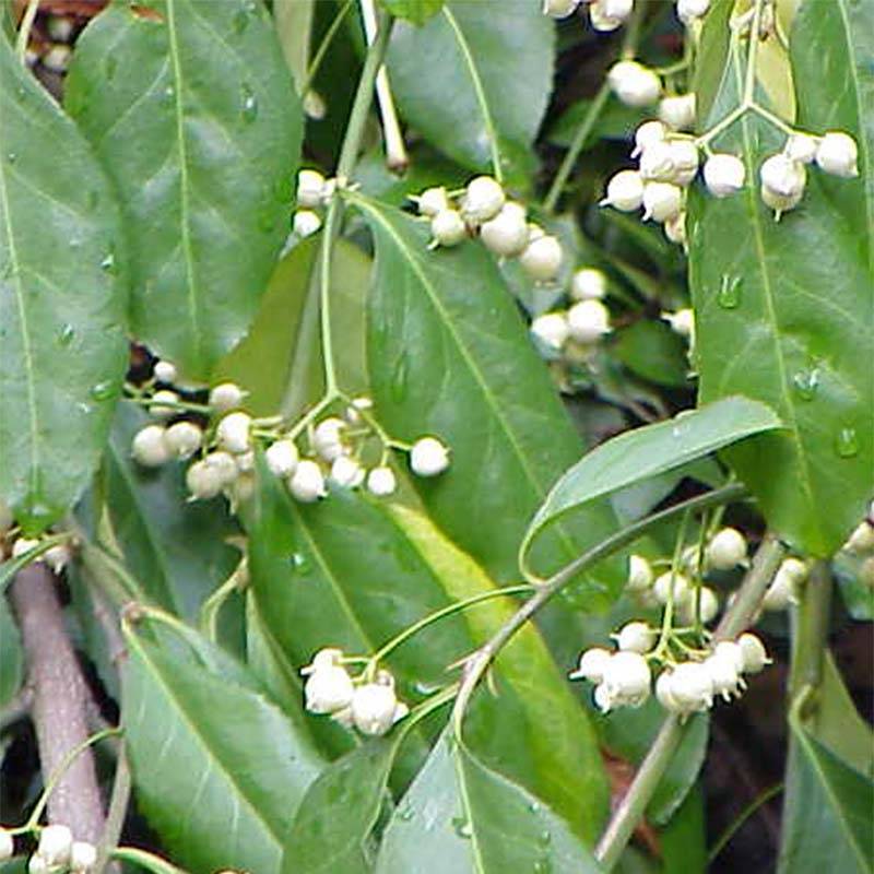 Euonymus fortunei Radicans - Fusain rampant Godet de 8/9 cm