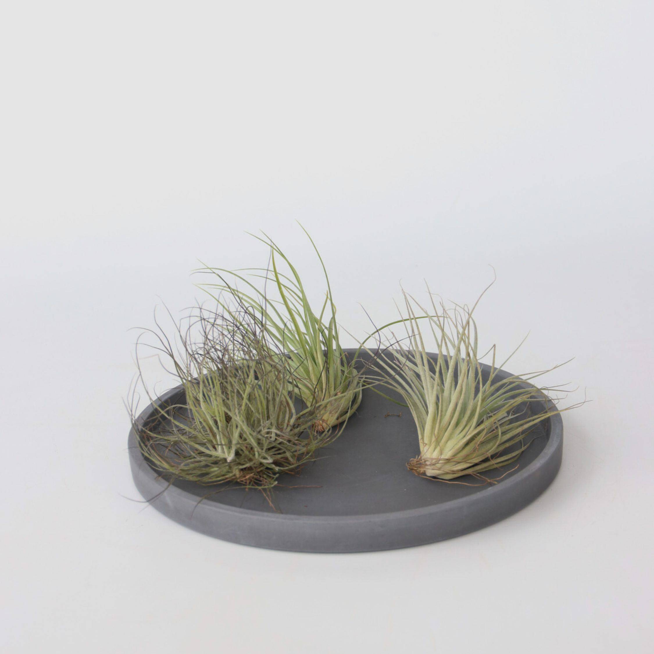 Plant In A Box - Plante aérienne - Set de 6 - Tillandsia - Hauteur 5-15cm - ⌀5cm - Image 2
