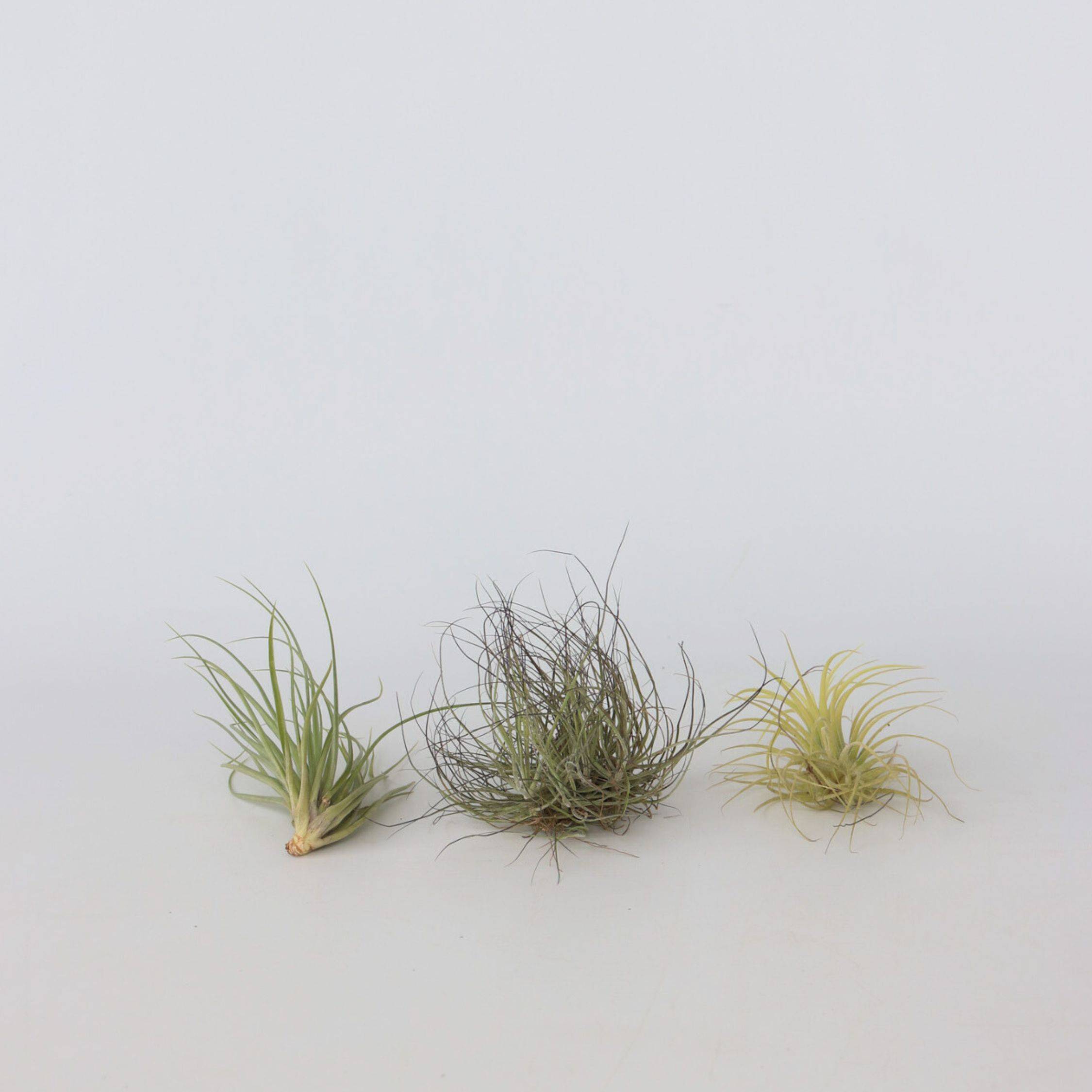 Plant In A Box - Plante aérienne - Set de 6 - Tillandsia - Hauteur 5-15cm - ⌀5cm - Image 3