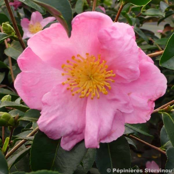 Promesse de Fleurs - Camélia d'automne - Camellia sasanqua Plantation Pink Pot de 4L/5L - Image 1