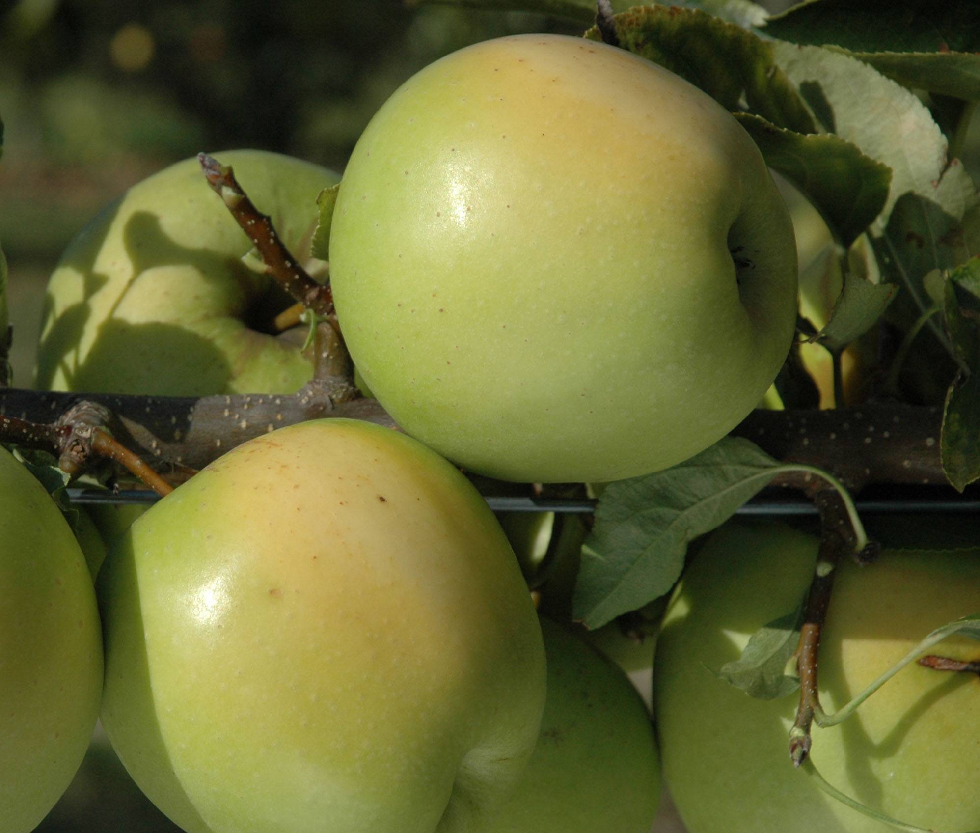 Pommier Golden Delicious Pot de 7,5L/10L, Demi-Tige