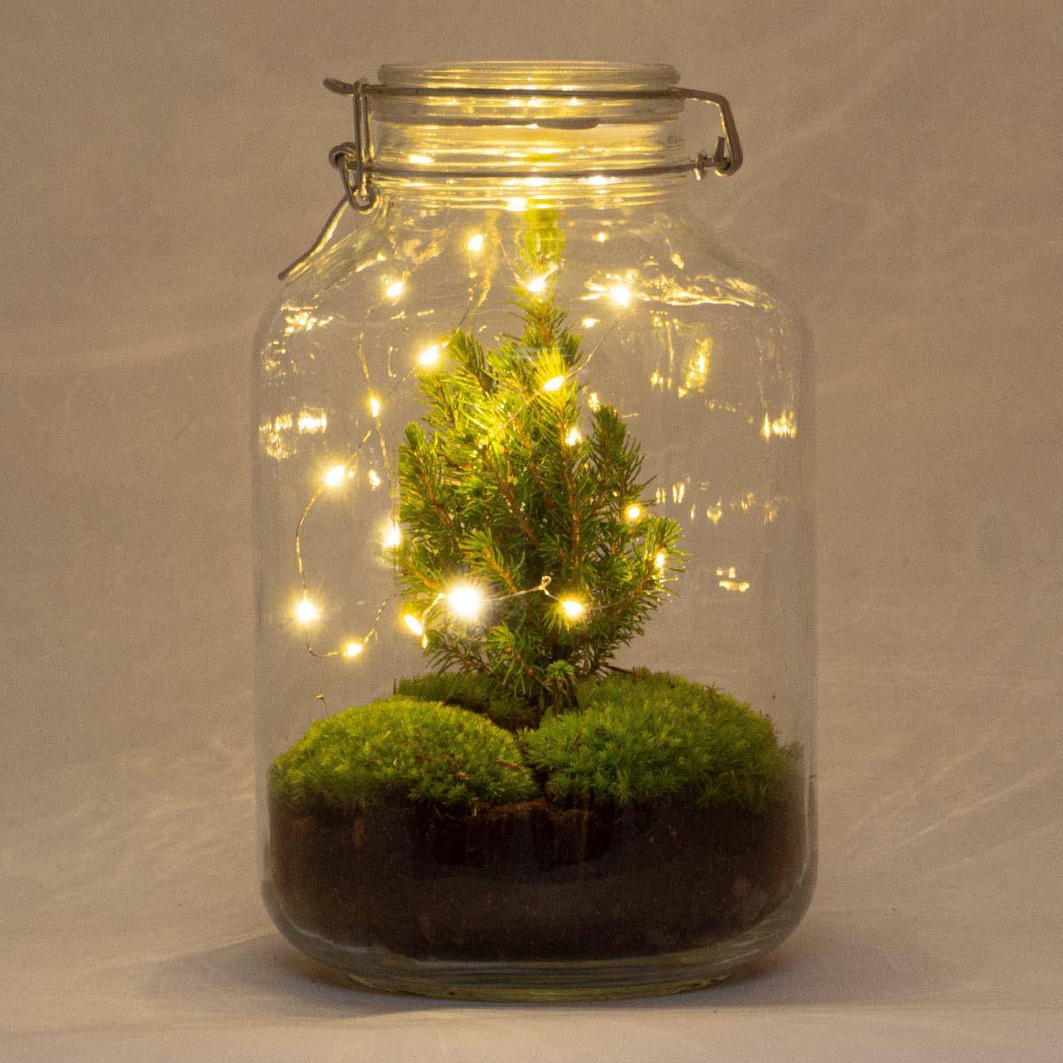 Terrarium à composer bocal en verre recyclé - Ø18-H28cm - sans outils - Terrarium DIY - Image 1