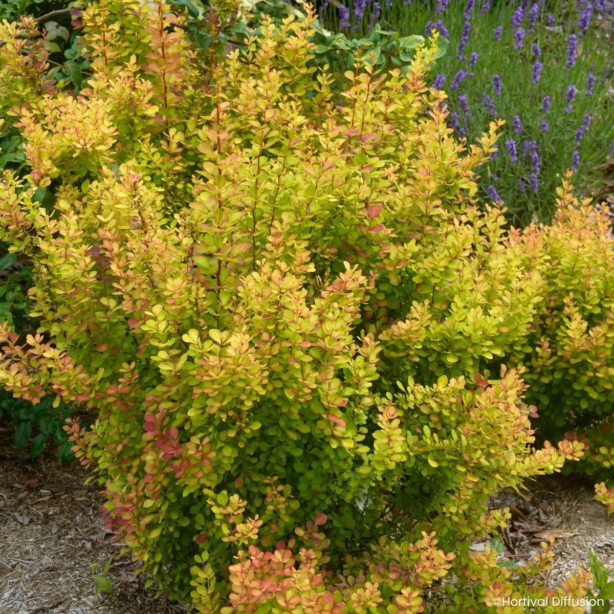 Berberis thunbergii Orange Torch - Epine-vinette Godet de 8/9 cm