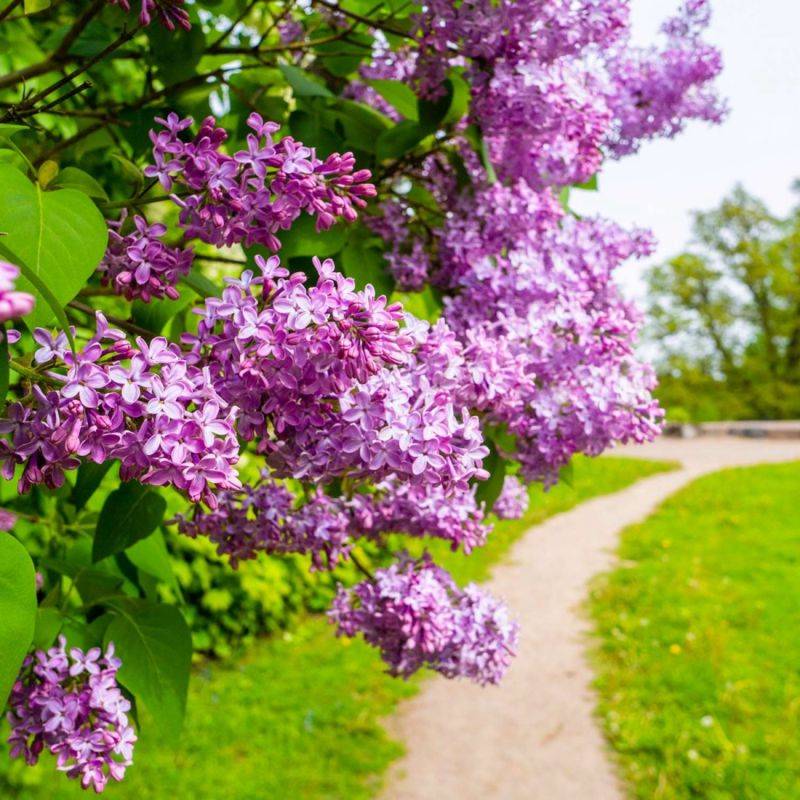 Lilas Commun 'Belle de Nancy' (Syringa Vulgaris) - Godet - Taille 13/25cm - Pépinières Naudet - Image 1