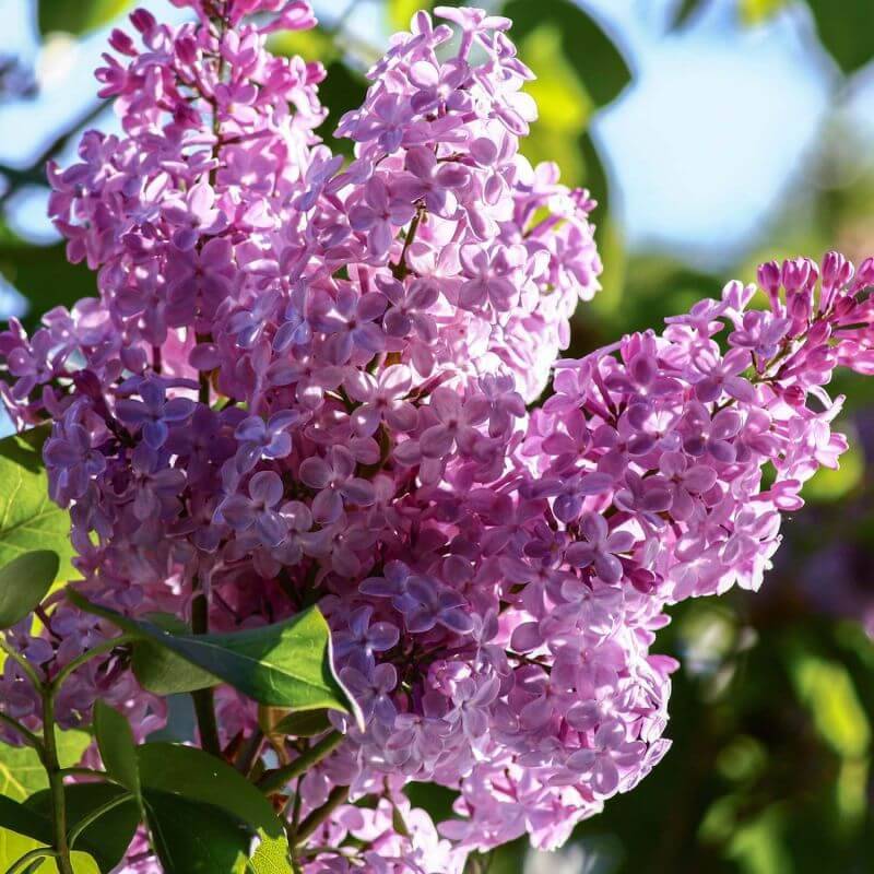 Lilas Commun 'Belle de Nancy' (Syringa Vulgaris) - Godet - Taille 13/25cm - Pépinières Naudet - Image 3