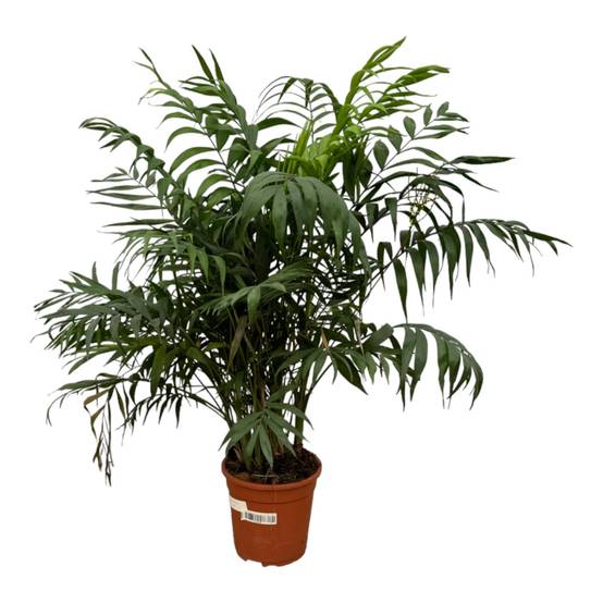 La Green Touch - Chamaedorea Elegans - D24 H100cm