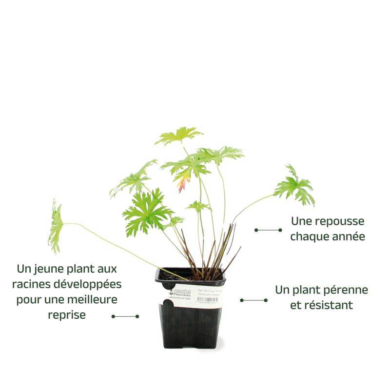 3 Géraniums Vivace 'Nimbus' (Géranium 'Nimbus') - Lot de 3 vivaces - Pépinières Naudet - Image 3