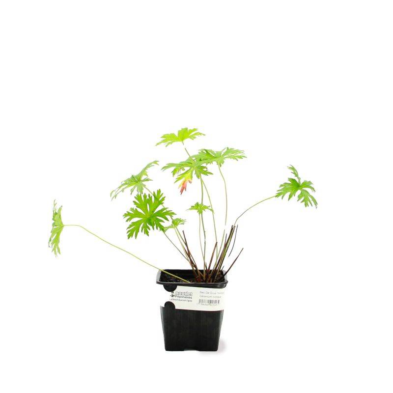 3 Géraniums Vivace 'Nimbus' (Géranium 'Nimbus') - Lot de 3 vivaces - Pépinières Naudet - Image 2