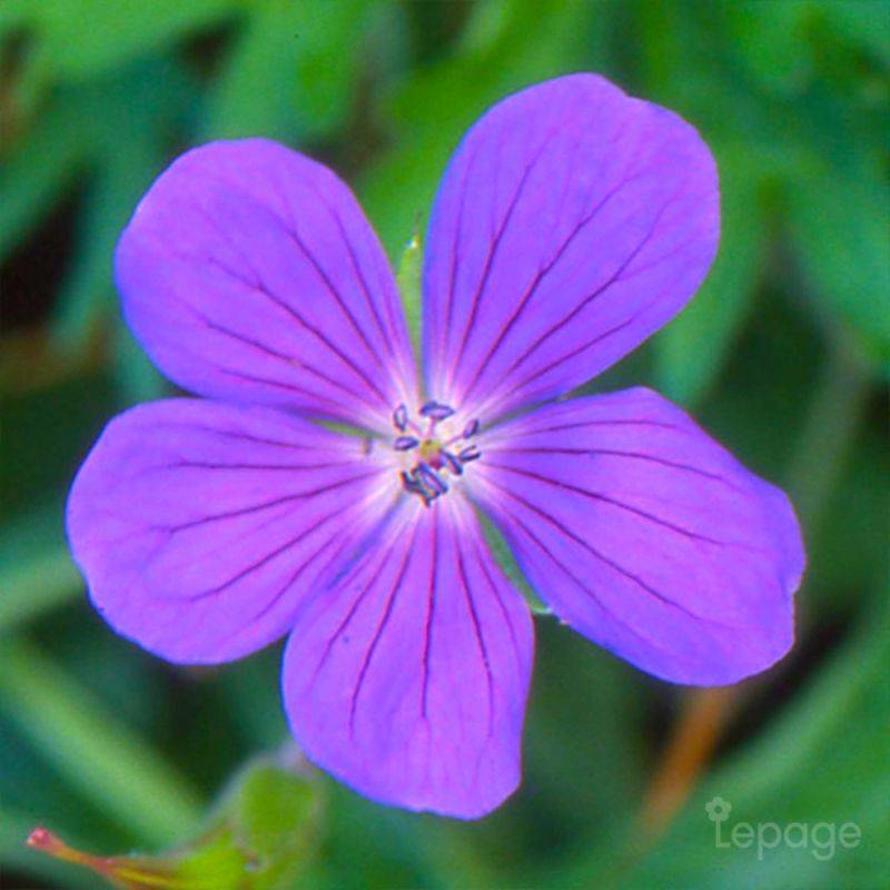 3 Géraniums Vivace 'Nimbus' (Géranium 'Nimbus') - Lot de 3 vivaces - Pépinières Naudet - Image 1