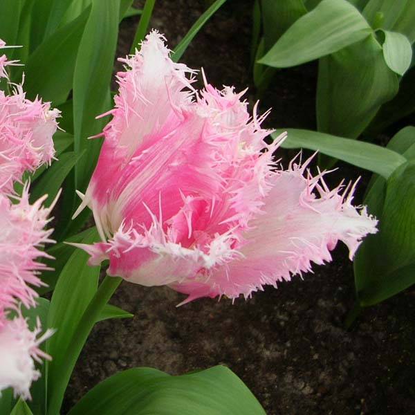 Promesse de Fleurs - Tulipe dentelée Huis Ten Bosch Bulbe calibre 11+ (par 10)