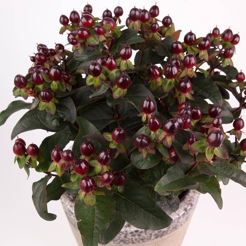 Millepertuis Miracle Night - Hypericum Pot de 3L/4L