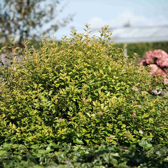 Physocarpus Opulifolius Raspberry Lemonade 'ZLEYel2' - Physocarpe à feuilles d'obier Pot de 3L/4L - Image 1