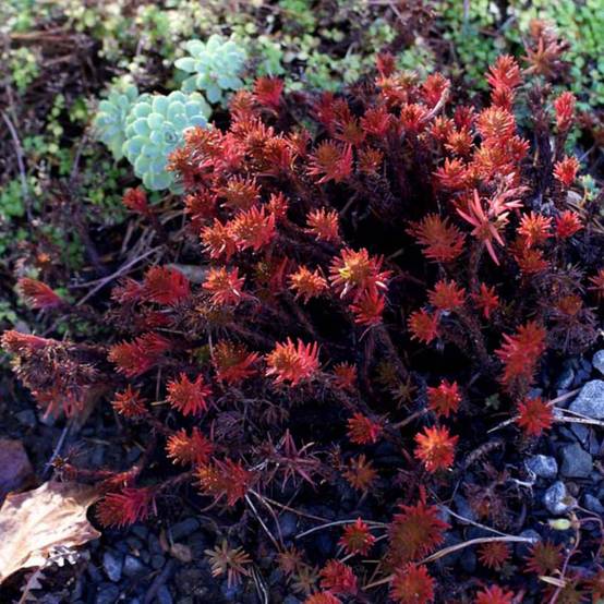 Sedum Chocolate Ball - Orpin Godet de 8/9 cm