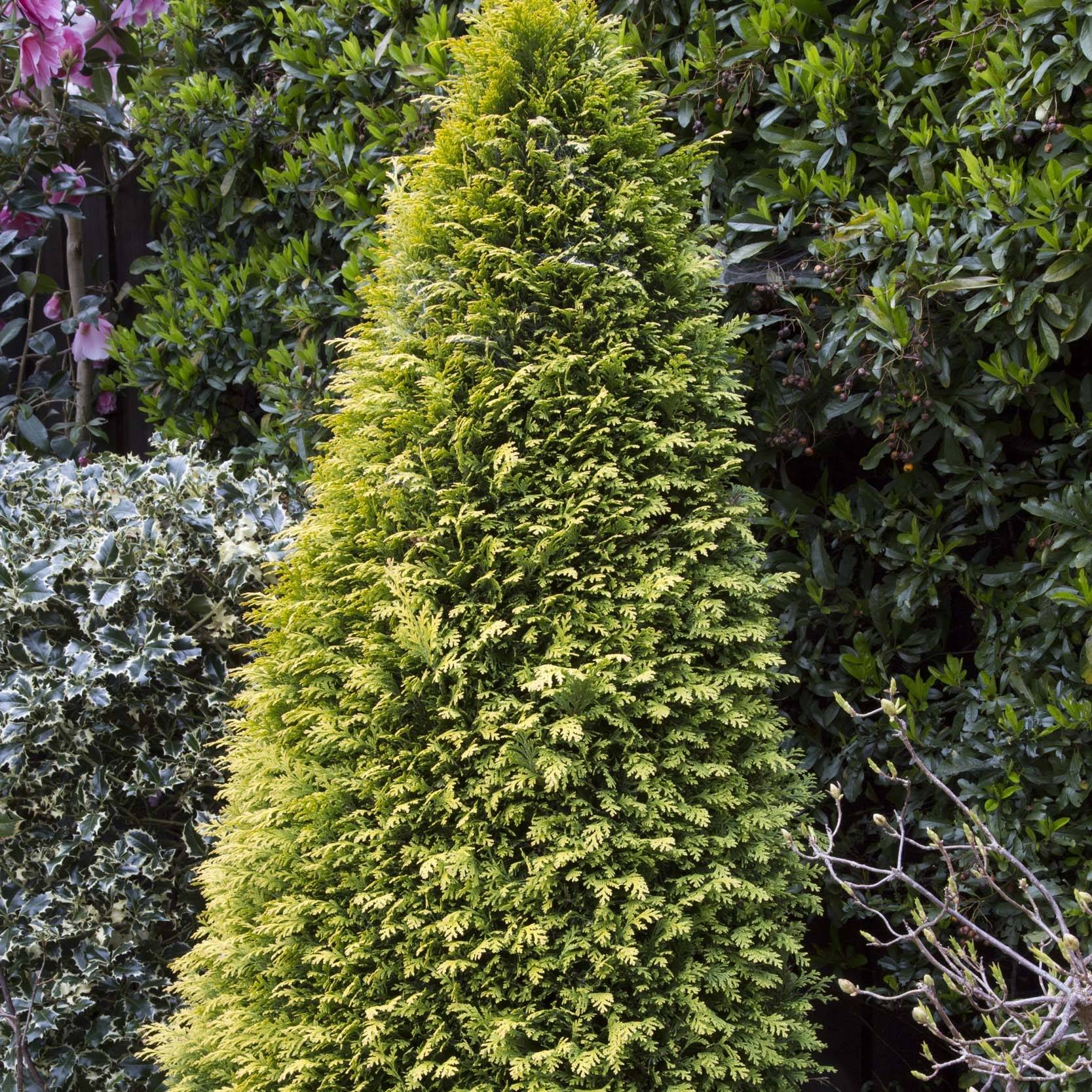 Cyprès de Lawson - Chamaecyparis lawsoniana Stardust Pot de 2L/3L - Image 1