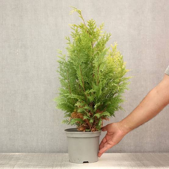 Cyprès de Lawson - Chamaecyparis lawsoniana Stardust Pot de 2L/3L - Image 2