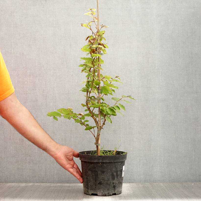 Fagus sylvatica Rolf Marquardt - Hêtre nain panaché Pot de 4L/5L - Image 2