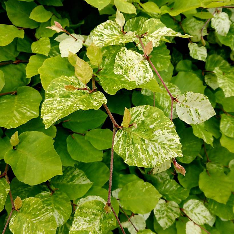 Fagus sylvatica Rolf Marquardt - Hêtre nain panaché Pot de 4L/5L - Image 1