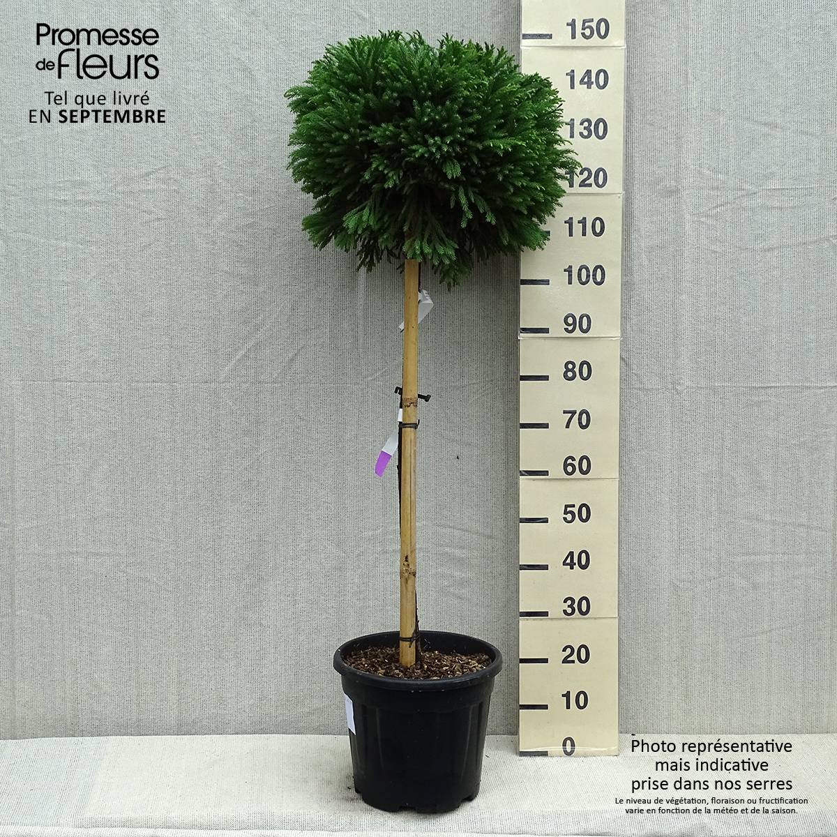 Cryptomeria japonica Globosa Nana - Cèdre du Japon  Pot de 12L/15L, Tige, Tige de 80 cm - Image 2