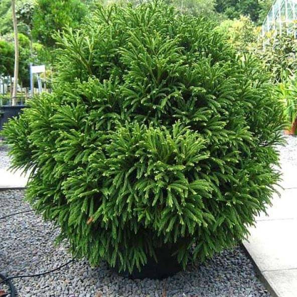 Cryptomeria japonica Globosa Nana - Cèdre du Japon  Pot de 12L/15L, Tige, Tige de 80 cm
