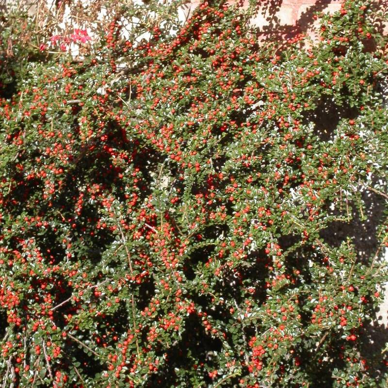 Cotoneaster rampant horizontalis, Cotonéaster à fleurs Blanche - feuillage Semi-Persistant - Pot de 7,5L - 40/60 cm-  hauteur à maturité De 0,15 m à 0 - Image 1