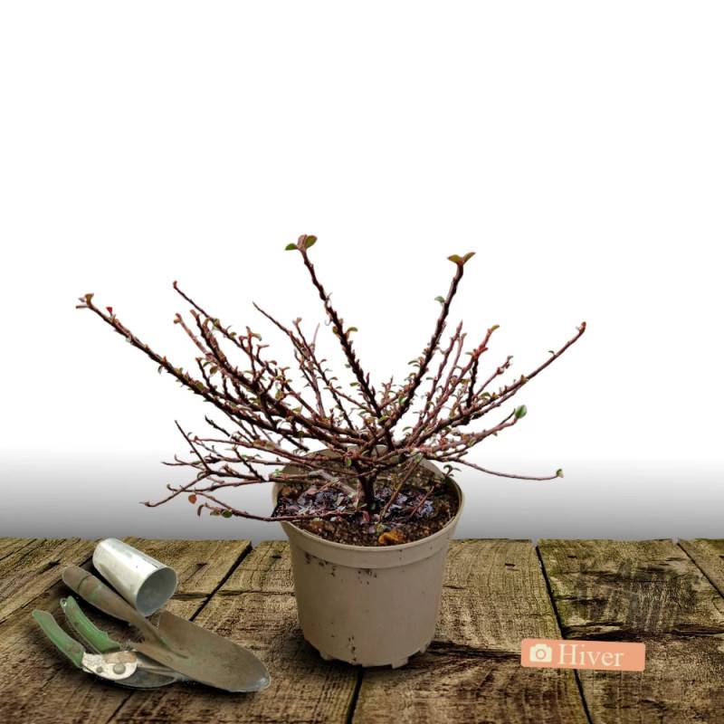 Cotoneaster rampant horizontalis, Cotonéaster à fleurs Blanche - feuillage Semi-Persistant - Pot de 7,5L - 40/60 cm- hauteur à maturité De 0,15 m à 0 - Image 2