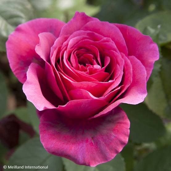 Rosier à grandes fleurs Charlotte Rampling Pot de 4L/5L