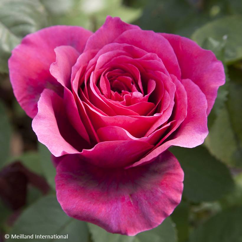 Promesse de Fleurs - Rosier à grandes fleurs Charlotte Rampling Pot de 4L/5L