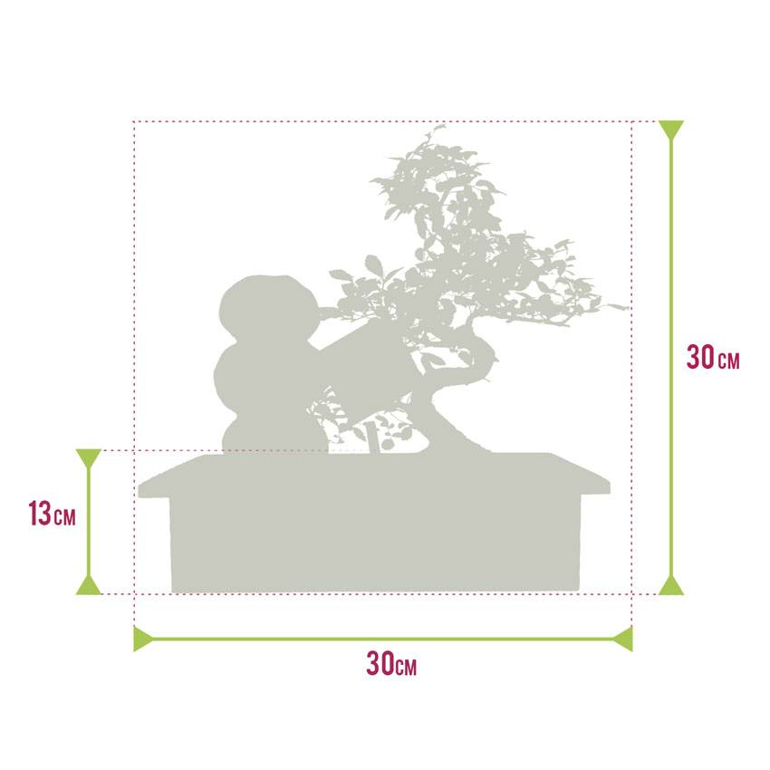 0 - Bonsaï Forme S - Cascade Zen - incl. Ciseaux et Aliment - Image 7