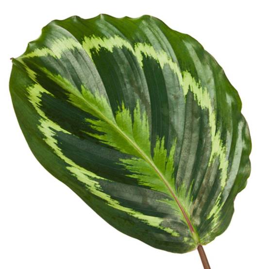 Calathea Medallion - D24 H80cm - Image 2