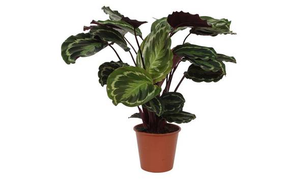 Calathea Medallion - D24 H80cm - Image 1