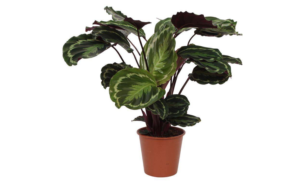 Calathea Medallion - D24 H80cm - Image 1