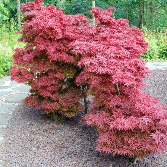 Erable du Japon - Acer palmatum Shaina Pot de 3L/4L - Image 1
