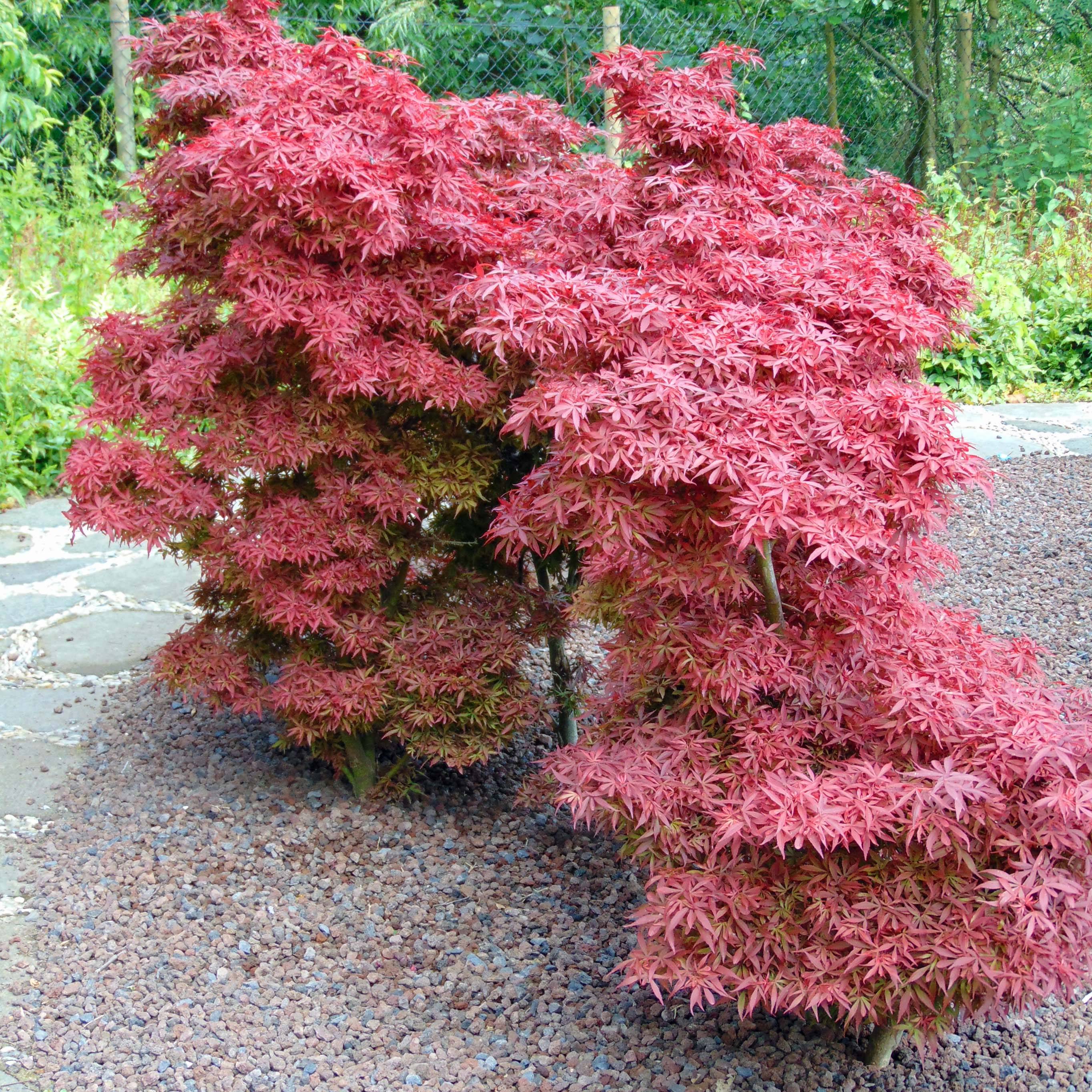 Erable du Japon - Acer palmatum Shaina Pot de 3L/4L - Image 1