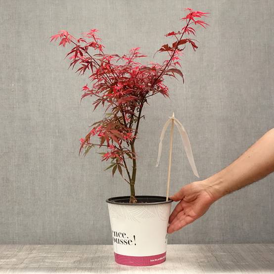 Erable du Japon - Acer palmatum Shaina Pot de 3L/4L - Image 2