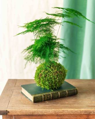 Kokedama - Asparagus- La Green Touch