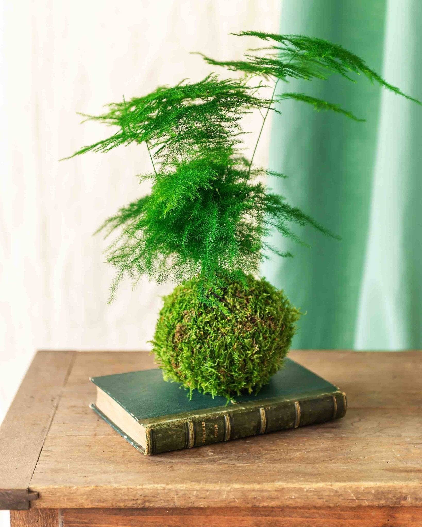 Kokedama - Asparagus- La Green Touch